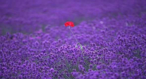 lavender-poppy-wallpapers-t
